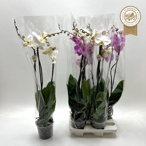 PHAL GEM