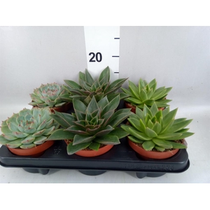 Echeveria   ...mix