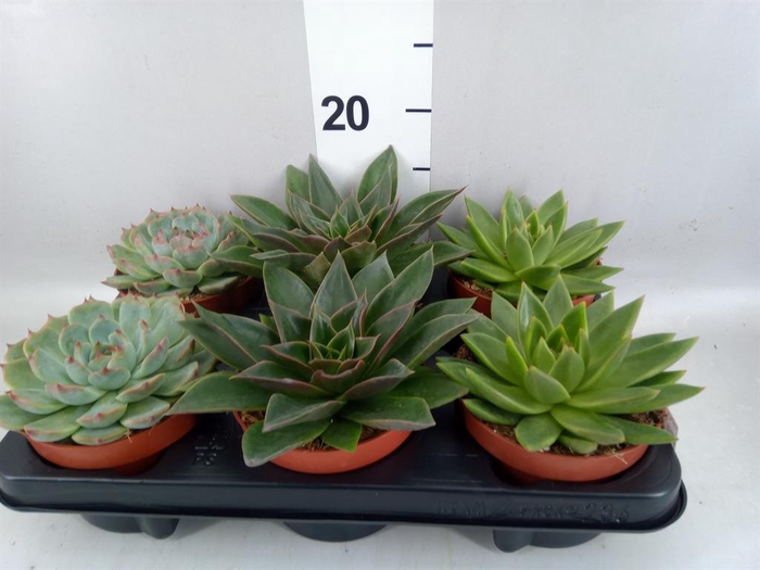 <h4>Echeveria ...mix</h4>