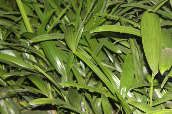 <h4>PALMEIRA RAPHIS P17</h4>