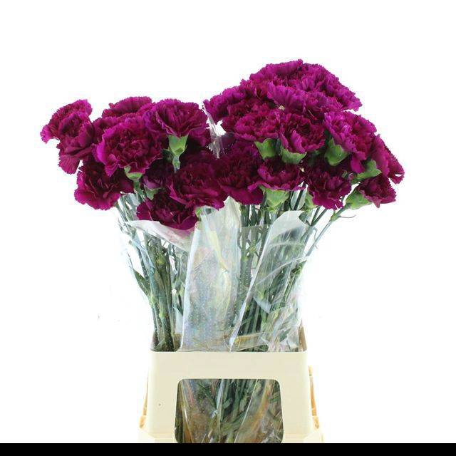 <h4>DI ST YUKARI VIOLET</h4>