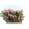 Protea Pink Ice