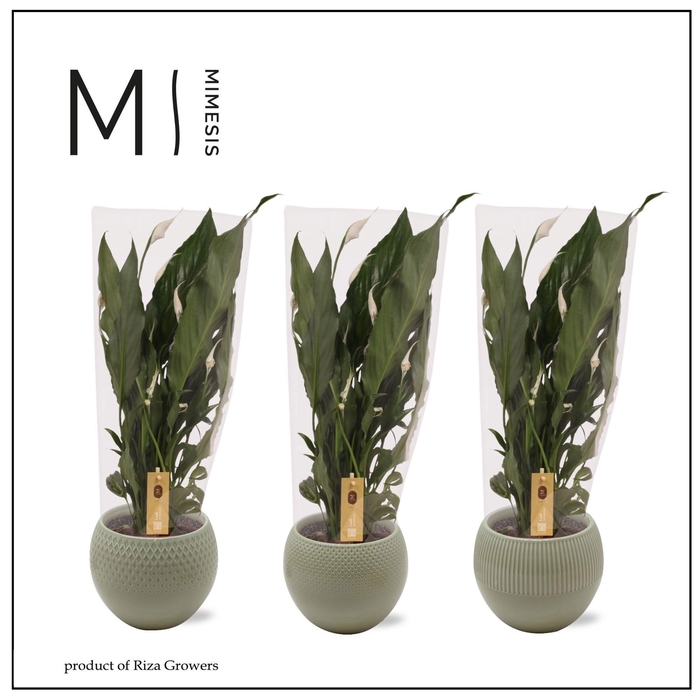 <h4>SPATH SWEET RICARDO</h4>