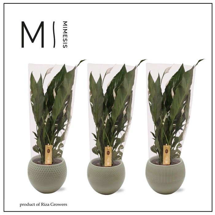 <h4>SPATH SWEET RICARDO</h4>