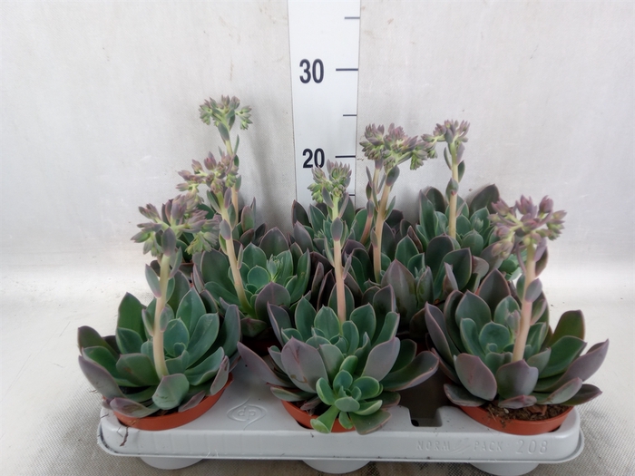 <h4>Echeveria  'Blue Prince'</h4>