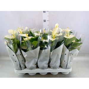 Anthurium andr. 'Cocos'