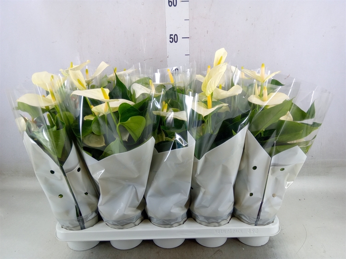 <h4>Anthurium andr. 'Cocos'</h4>