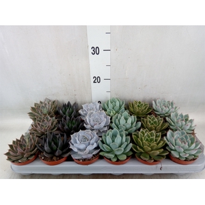 Echeveria   ...mix