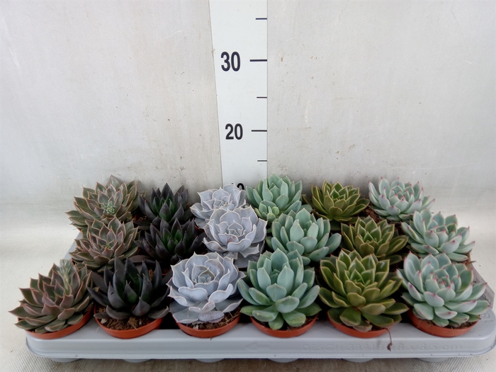 <h4>Echeveria   ...mix</h4>