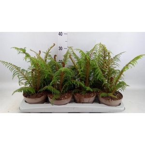 Cyathea tomentosissima