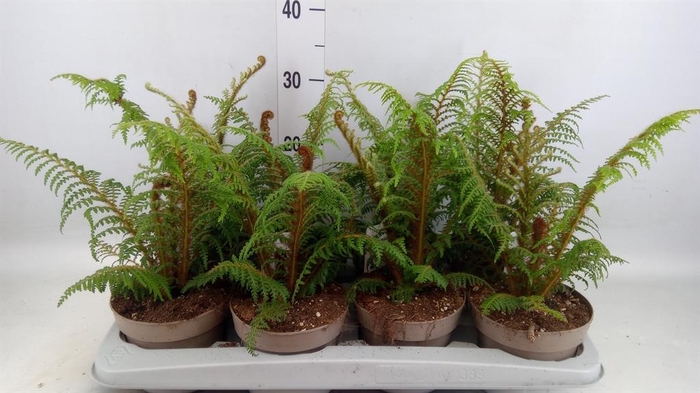 <h4>Cyathea tomentosissima</h4>