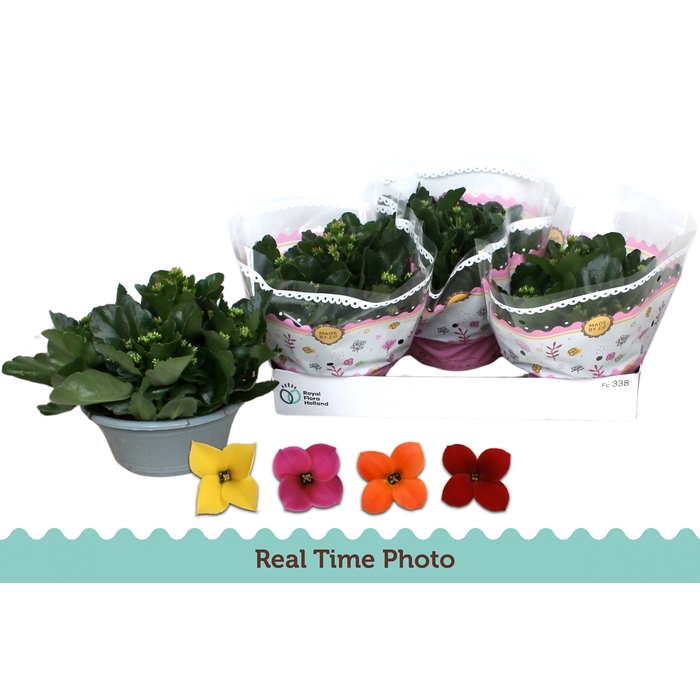 <h4>KAL EN GEM IN POT</h4>