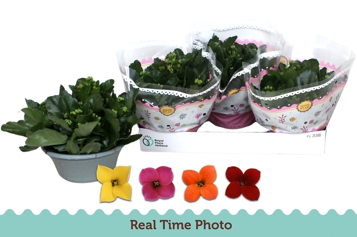 <h4>KAL EN GEM IN POT</h4>