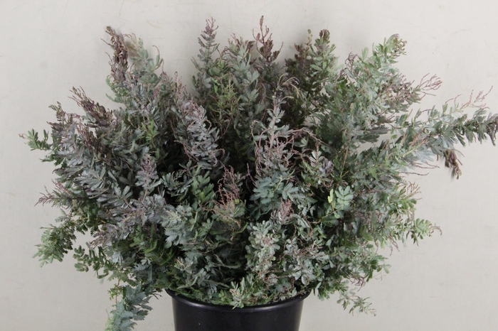 ACACIA MIMOSA BAILEYANA 200GR