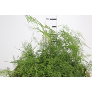 FOLHAGEM ASPARGO PLUMOSO 180 CM