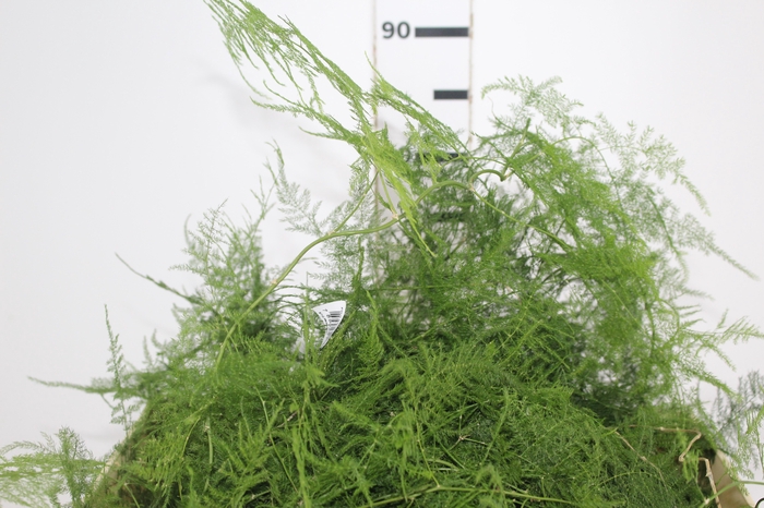 <h4>FOLHAGEM ASPARGO PLUMOSO 180 CM</h4>