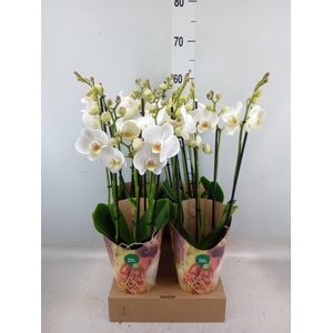 Phalaenopsis   ...white