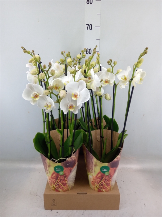 <h4>Phalaenopsis   ...white</h4>