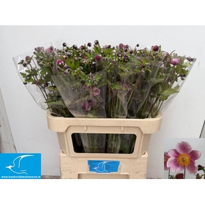 Anemone Pink