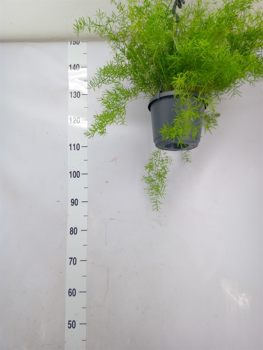 <h4>Asparagus dens. 'Sprengeri'</h4>