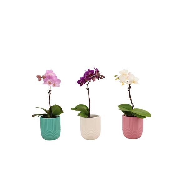 <h4>Mila Mix Tiny Dolls Mix 1T7+ Aqu@</h4>