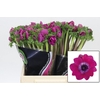 Anemone Mistral Plus Cerise