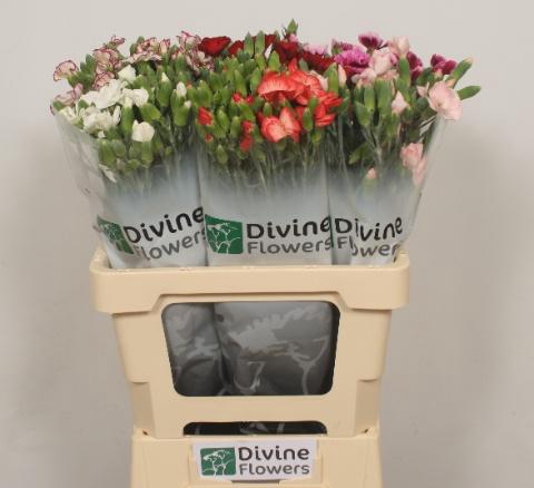 <h4>DI TR GEM IN BOS</h4>