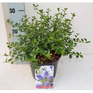 Ceanothus thyrsiflorus var. repens