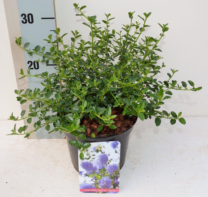 <h4>Ceanothus thyrsiflorus var. repens</h4>