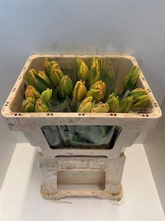 <h4>Tu Pa Comet</h4>