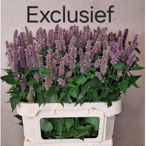 AGASTACHE OV