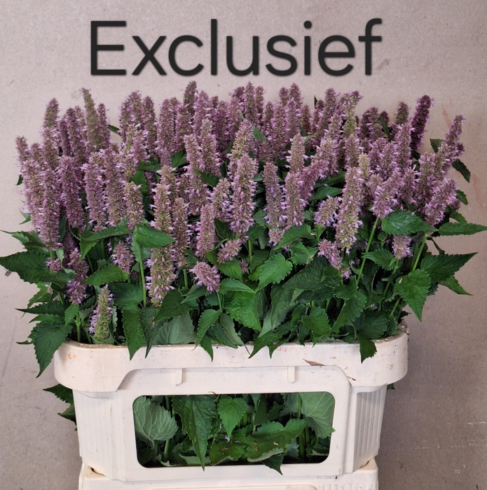 <h4>AGASTACHE OV</h4>