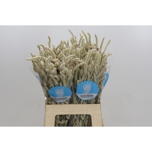 AMAR YEARMING DESERT