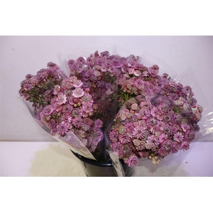 Astr Purple Sensatio