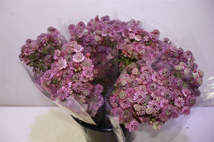 <h4>Astr Purple Sensatio</h4>