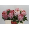 Protea Cynaroides