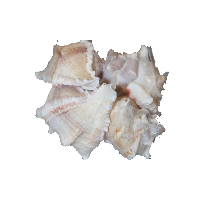 <h4>Shell White mulli 1 kg in poly</h4>