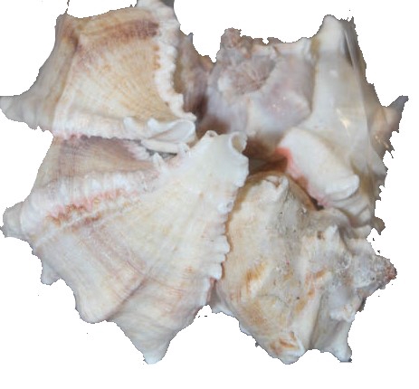 Shell white mulli 1 kg in poly