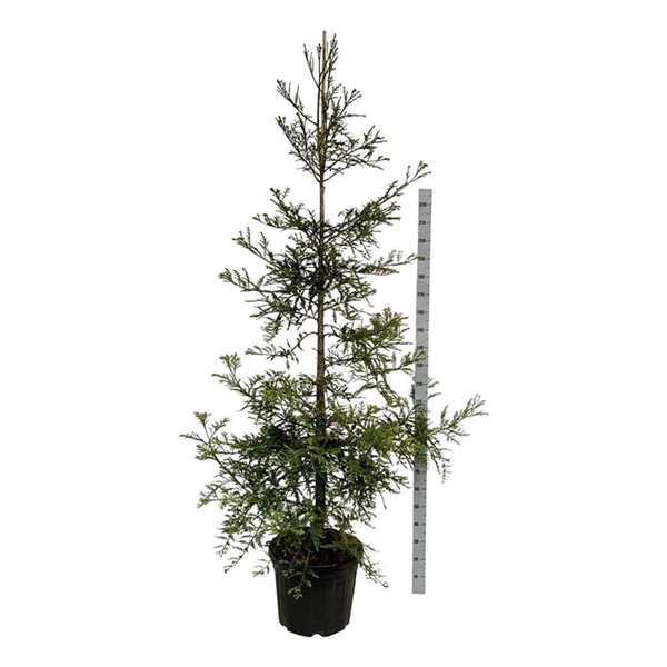 <h4>Sequoia s. 'Illa Martin'</h4>