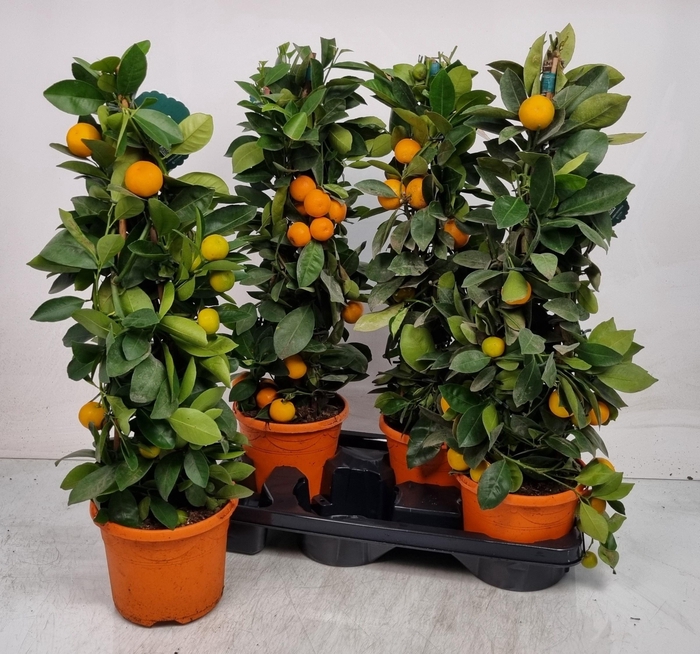 <h4>CITR MICROCARPA</h4>