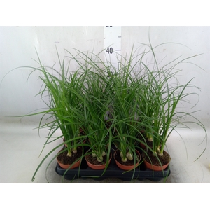 Nolina recurvata   ...