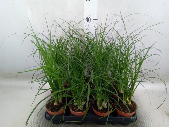 <h4>Nolina recurvata   ...</h4>