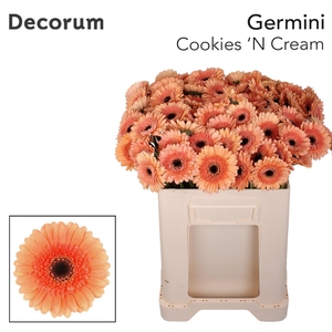 GE MI COOKIE N CREAM Emmer X80