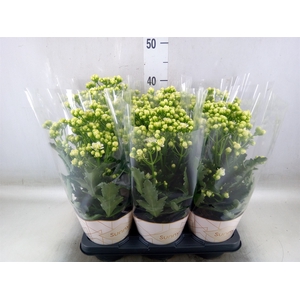 Kalanchoe  'Sunny White'