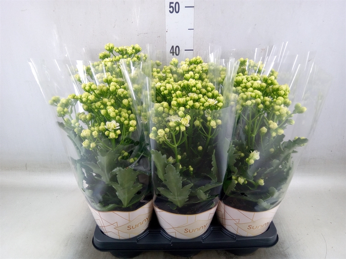 <h4>Kalanchoe  'Sunny White'</h4>