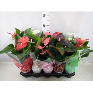 Anthurium   ...mix 4