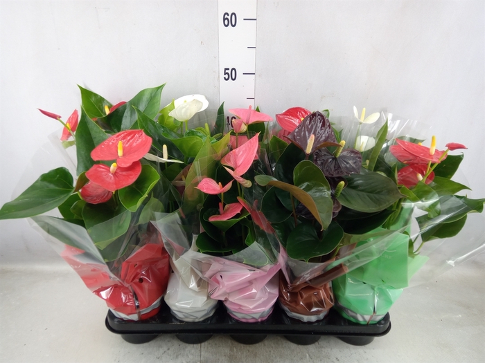 <h4>Anthurium   ...mix 4</h4>