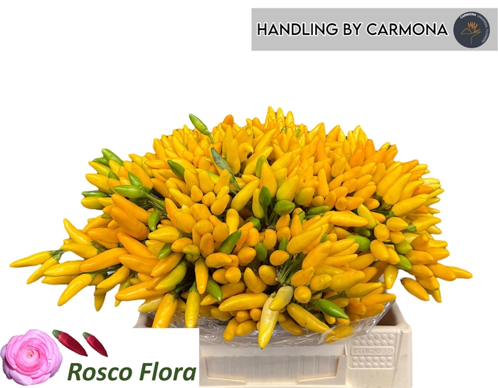 <h4>CAP YELLOW FIRE</h4>