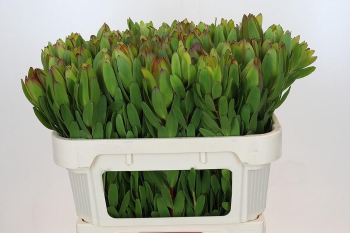 <h4>Leucadendron Goldstrike</h4>