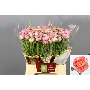 Ranunculus Elegance Hot Pink